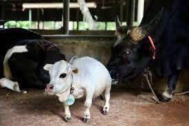 ਜਿਸ ਤੋਂ ਬਾਅਦ ਰਾਣੀ ਨੂੰ ਗਿੰਨੀਜ਼ ਬੁੱਕ ਆਫ਼ ਵਰਲਡ ਰਿਕਾਰਡ ਵਿੱਚ ਸਭ ਤੋਂ ਛੋਟੀ ਗਾਂ ਵਜੋਂ ਨਾਮਜ਼ਦ ਕੀਤਾ ਗਿਆ।