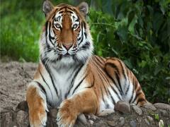 Tamil Nadu: Operation To Hunt Tiger ‘T-23’ Underway In The Nilgiris After Beast Kills Four