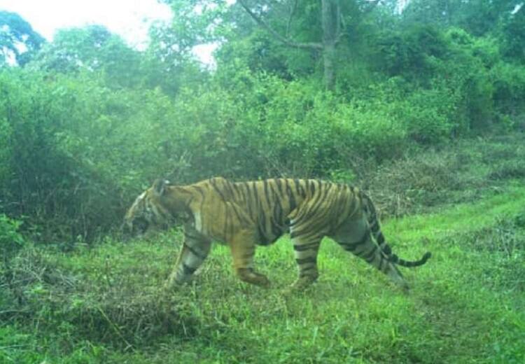 Rules to kill tiger that kills humans framed by the Government of India கூடலூர் ஆட்கொல்லி புலியை சுட்டுக்கொல்ல உத்தரவு.. விதிமுறைகள் என்ன?