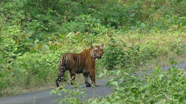 கூடலூர் ஆட்கொல்லி புலியை சுட்டுக்கொல்ல உத்தரவு.. விதிமுறைகள் என்ன?