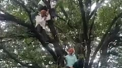 Soyabean farmers of MP forced to climb trees for their due amount
