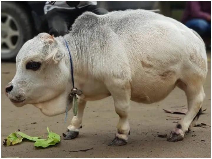 The name of the smallest cow of Bangladesh, Rani entered in the Guinness Book of world record गिनीज बुक में दर्ज हुआ बांगलादेश की सबसे छोटी गाय 'रानी' नाम, बीते दिनों हुआ था निधन