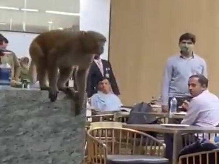 Monkey at IGI Airport gives officials the run around,disappears from T3 டெல்லி விமான நிலையத்தில் புகுந்த குரங்கு... தெறித்து ஓடிய பயணிகள்!