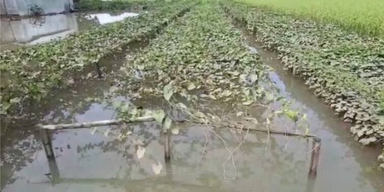 WB Flood situation DVC Water drowned field farmers are on tension before durga puja West Bengal Flood Situation: ডিভিসির ছাড়া জলে ডুবছে ক্ষেত, পুজোর আগে চরম ক্ষতির মুখে চাষীরা