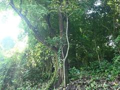 Konkan forest : कोकणातील जंगलात असलेल्या 'या' झाडाची किंमत आहे तब्बल 100 कोटी Special Report