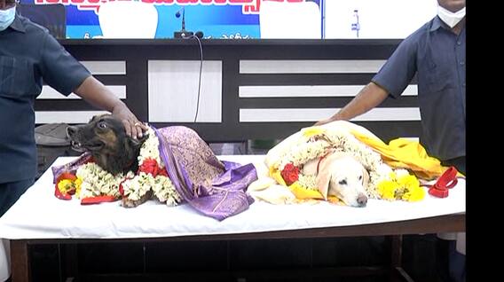 Nellore: జాగిలాలకు పదవీ విరమణ వేడుక.. నెల్లూరులో లక్కీ, సింధుకి సన్మానం Nellore: జాగిలాలకు పదవీ విరమణ వేడుక.. నెల్లూరులో లక్కీ, సింధుకి సన్మానం