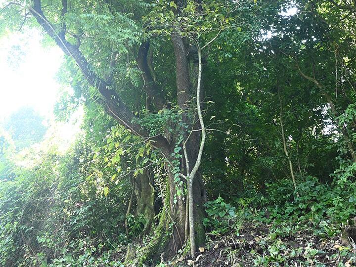 A tree in the Konkan forest is worth Rs 100 crore Konkan forest | कोकणातील जंगलात असलेल्या 'या' झाडाची किंमत आहे तब्बल 100 कोटी!