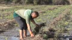 સૌરાષ્ટ્રમાં ભારે વરસાદને કારણે ખેતીને મોટું નુકસાન, જુઓ ગુજરાતી ન્યુઝ