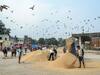 Procurement of Kharif Crops: हरियाणा-पंजाब में कल से शुरू होगी धान की खरीद, अब संयुक्त किसान मोर्चा ने किया ये फैसला