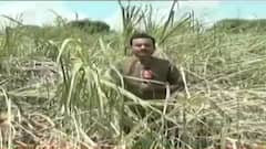 पुराच्या तडाख्यात मांजरा काठचा हजारो हेक्टर ऊस आडवा, कारखान्यांनी ऊस प्राधान्याने घेऊन जाण्याची मागणी