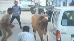 અમદાવાદમાં રખડતા ઢોર પકડવાની કામગીરી શરુ, જુઓ ગુજરાતી ન્યુઝ