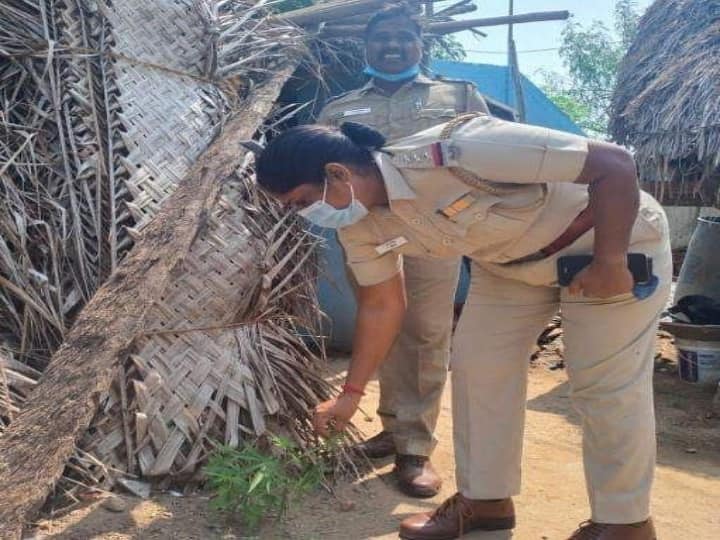 Two youths arrested for cultivating cannabis at home in Cuddalore கடலூரில் வீட்டில் கஞ்சா சாகுபடியில் ஈடுபட்ட 2 இளைஞர்கள் கைது