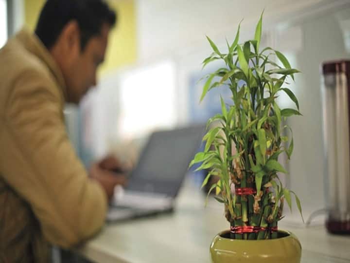 vastu tips for bamboo palnt keep bamboo in right direction home and office for money घर या ऑफिस में बांस का पौधा रखने के हैं ढेरों फायदे, लेकिन इन बातों का ध्यान रखना है जरूरी