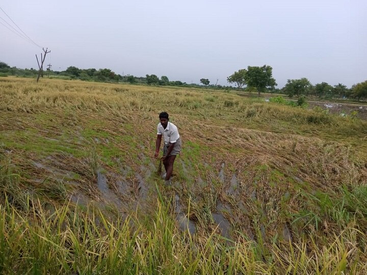 திருவாரூர் மாவட்டத்தில் விடிய விடிய கனமழை- முளைக்கத் தொடங்கிய நெற்பயிர்கள்...!