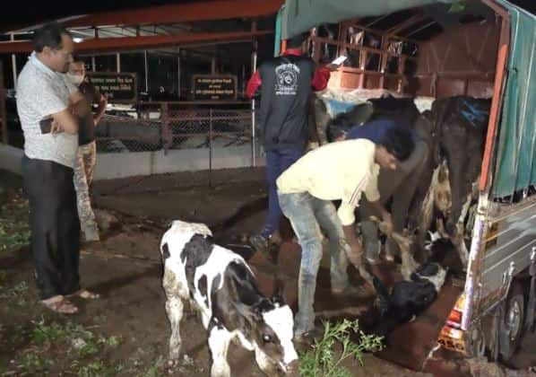 Raids on Sangamner illegal slaughterhouses; One crore rupees assets seized संगमनेरमध्ये अवैध कत्तलखान्यांवर छापा; एक कोटी रुपयांचा मुद्देमाल हस्तगत, 71 जनावरांची सुटका