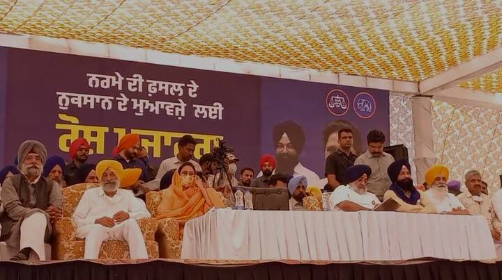 ਗੁਲਾਬੀ ਸੁੰਡੀ ਨਾਲ ਨਰਮੇ ਦੀ ਫਸਲ ਨੂੰ ਕਾਫੀ ਨੁਕਸਾਨ ਹੋਇਆ ਹੈ। ਇਸ ਨੂੰ ਲੈ ਕੇ ਅੱਜ ਸ਼੍ਰੋਮਣੀ ਅਕਾਲੀ ਦਲ ਵੱਲੋਂ ਬਠਿੰਡਾ ਵਿੱਚ ਇੱਕ ਧਰਨਾ ਪ੍ਰਦਰਸ਼ਨ ਦਿੱਤਾ ਜਾ ਰਿਹਾ ਹੈ।