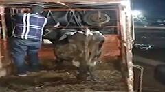 Ahmednagar : अवैध कत्तलखान्यावर छापेमारी, 31 हजार किलो गोमांस जप्त, 71 जिवंत गायीगुरांची सुटका