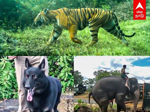 Nilgiris: நாட்டு நாய்.. கும்கி..மாட்டுமா புலி