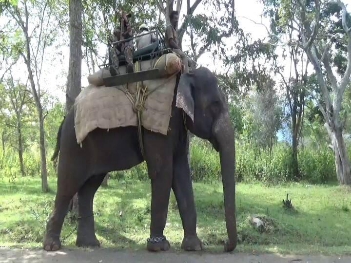 Intensification of the search for the T23 tiger with the help of Kumki elephants OPERATION T 23: களமிறங்கிய கும்கி யானைகள் - போக்கு காட்டும் புலியை தேடும் பணிகள் தீவிரம்..!