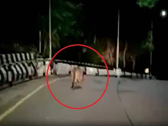 Watch: నడి రోడ్డుపై పులి పరుగులు.. వీడియో తీసిన భక్తులు.. వైరల్