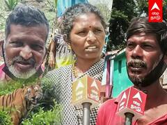 Public Opinion: புலியை சுட்டுக்கொல்லுங்க.. கொந்தளிக்கும் நீலகிரி மக்கள்