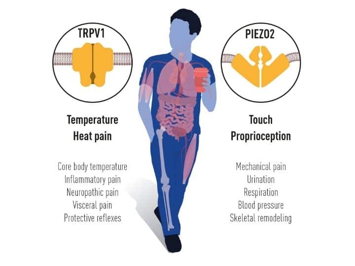 Nobel Prize 2021: How Our Sense Of Touch Works — Discoveries That Won US Scientists Medicine Nobel | EXPLAINED Nobel Prize 2021: How Our Sense Of Touch Works — Discoveries That Won US Scientists Medicine Nobel | EXPLAINED