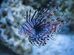 weird: ఇలాంటి చేప కనిపిస్తే ముచ్చటేసి పట్టుకోకండి... ప్రాణాలు పోతాయ్