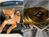 Shiba Inu Coin Price Rise: రాకెట్‌లా దూసుకుపోయిన 'షిబా ఇను'.. 24 గంటల్లో 45 శాతం!