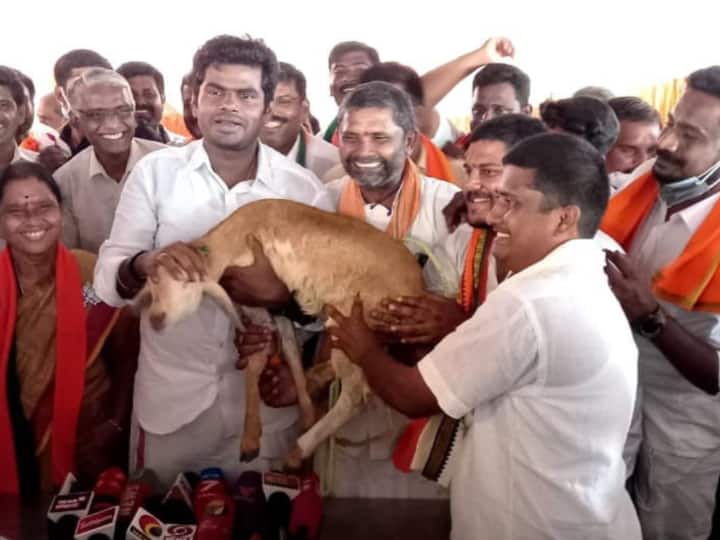 Chennimalai South Union executives gifted lamb to BJP leader Annamalai Annamalai | ஆட்டுக்குட்டியை கொடுத்த பாஜக நிர்வாகிகள் : ஆஸ்கர் விருதாக மகிழ்வதாகச் சொன்ன அண்ணாமலை