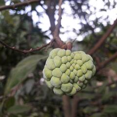 Benefits of Custard Apple : শুধু স্বাদেই নয়, গুণেরও শেষ নেই আতার