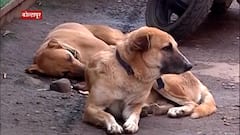 Kolhapur : भटक्या श्वानांच्या जीवावर कोण उठलंय? भटक्या श्वानांवर अॅसीड हल्ला : Special Report