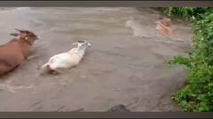 Yavatmal : महागाव तालुक्यातल्या बेलदरीत गायी, गुरं, वासरं पाण्यात, ओढ्याला आलेल्या पुरात 35 जनावरं वाहून गेली