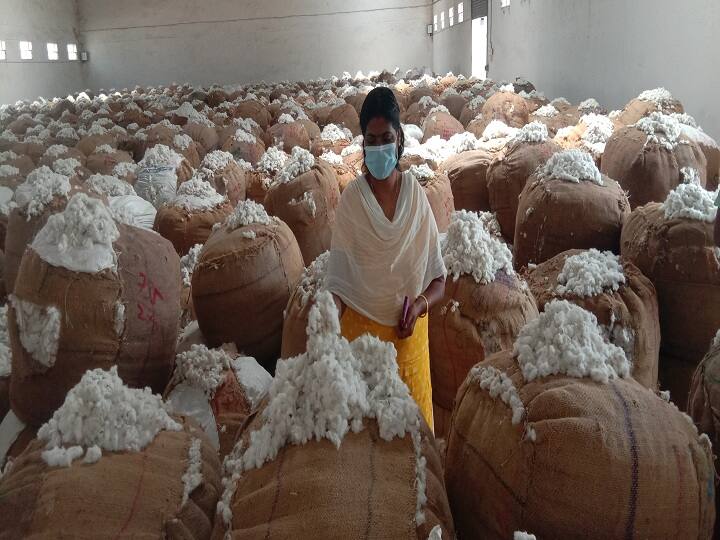 Traders buying cotton at high prices from Thiruvarur farmers திருவாரூர் விவசாயிகளிடம் அதிகவிலைக்கு பருத்தியை கொள்முதல் செய்து வரும் வியாபாரிகள்...!