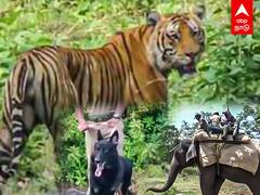 Nilgiris: புலியை பிடிக்க நாயும் யானையும்?ஏன் தெரியுமா?
