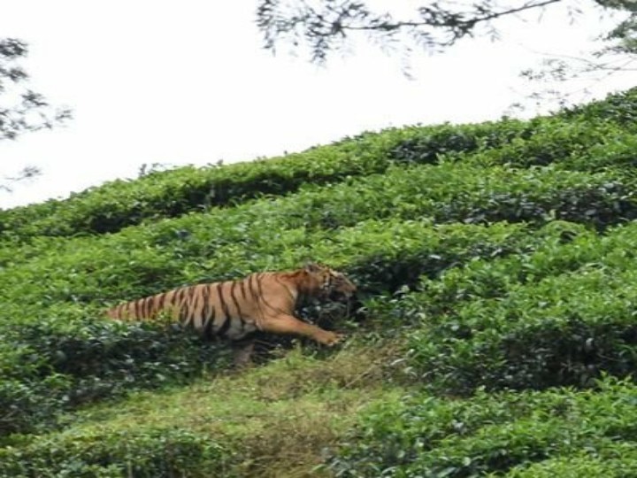 மீண்டும் தப்பிய டி 23 புலி... தேடும் பணிகள் தீவிரம் ; பொதுமக்களுக்கு எச்சரிக்கை..