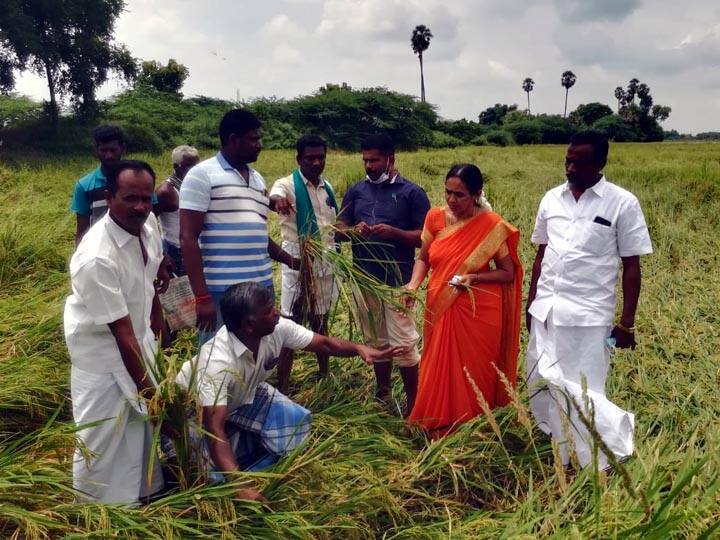 Tanjore: Sale of substandard paddy seeds to farmers - 2,000 acres of fallow land தஞ்சை: விவசாயிகளுக்கு தரமற்ற நெல்விதைகள் விற்பனை - பதரான 2,000 ஏக்கர் விளை நிலங்கள்