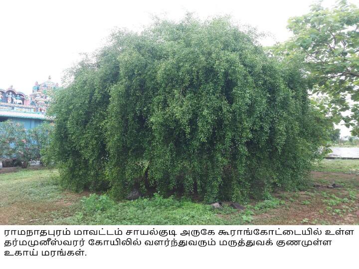 Do you know about Ugai tree which is grown in temples and mosques in Ramanathapuram? ராமநாதபுரத்தில் கோயில்களிலும், பள்ளி வாசல்களிலும் வளர்க்கப்படும் உகாய் மரத்தை பற்றி தெரியுமா?