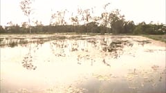 WB Flood: खेत डूबे..फसलें बर्बाद । रेस्क्यू ऑपरेशन जारी । भगवानपुर से ग्राउंड रिपोर्ट