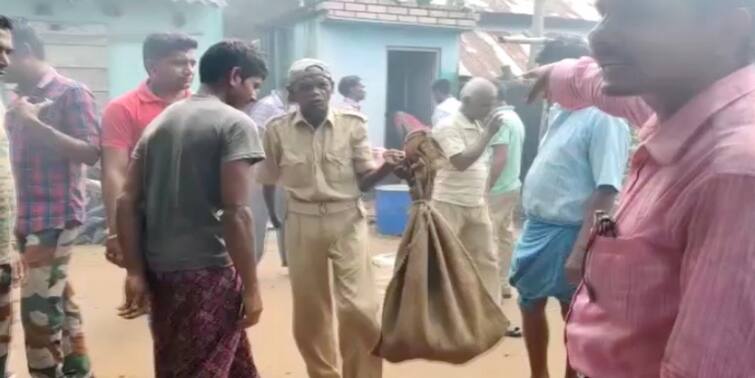 birbhum penchalia village of kankartala police station about seven feet long python snake rescued from the house of a householder Birbhum: বীরভূমের পেঁচালিয়া গ্রামে গৃহস্থের বাড়ি থেকে উদ্ধার পাইথন সাপ