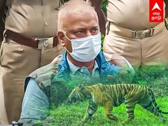 Operation T23: இது ஆட்கொல்லி புலியே இல்ல..அதிகாரி சொன்ன உண்மை