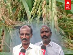 Thiruvarur: மூழ்கிய நெற்பயிர்கள்..இன்ஸ்யூரன்சும் இல்லை..கலங்கும் விவசாயிகள்