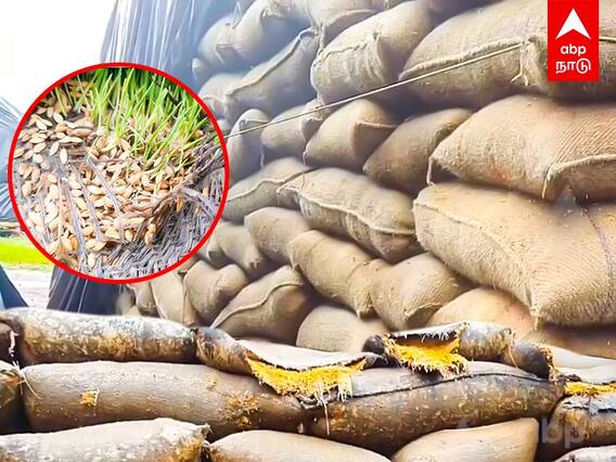 Kanchipuram: அதிகாரிகளின் அலட்சியம்..வீணாய் போன நெல்மூட்டைகள்