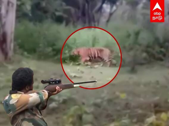 Operation T23: போக்கு காட்டும் புலி.. என்ன ப்ளான் வைத்திருக்கிறது வனத்துறை?