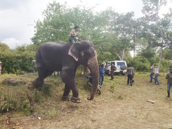 Tamil Nadu: Forest Department Intensifies Operation To Capture Tiger 'T-23'