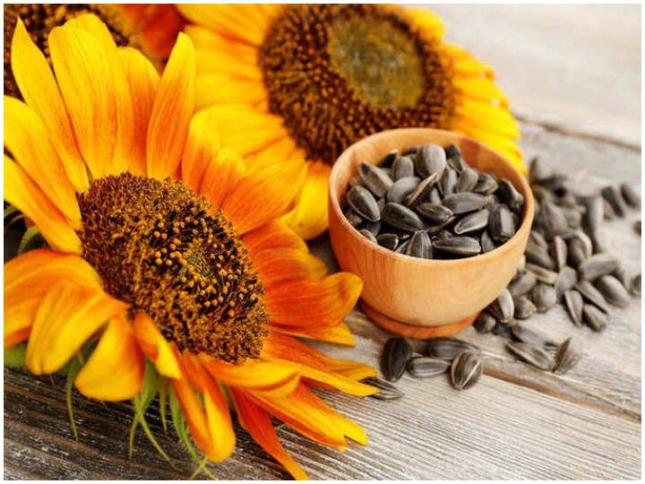 Health Care And Fitness Tips, Amazing Benefits of consuming Sunflower Seeds And Sunflower Seeds Benefits Health Care And Fitness Tips: सूरजमुखी के बीज का सेवन करने से मिलते हैं गजब के फायदे, जानें