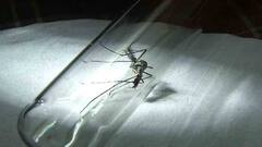 Malaria Vaccine: বিশ্বে প্রথম শিশুদের জন্য ম্যালেরিয়া টিকায় ছাড়পত্র বিশ্ব স্বাস্থ্য সংস্থার | Bangla News