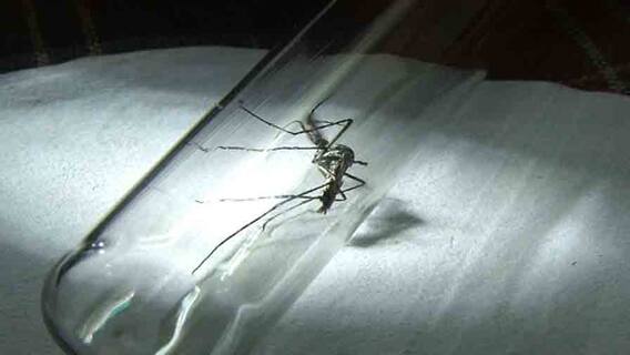 Malaria Vaccine: বিশ্বে প্রথম শিশুদের জন্য ম্যালেরিয়া টিকায় ছাড়পত্র বিশ্ব স্বাস্থ্য সংস্থার | Bangla News