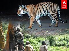 Operation T23: வனத்துறைக்கு தண்ணி காட்டும் புலி..13வது நாளாக தொடரும் தேடுதல் வேட்டை