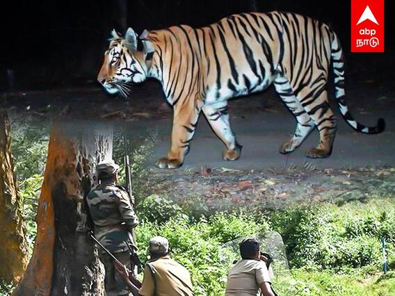 Operation T23: வனத்துறைக்கு தண்ணி காட்டும் புலி..13வது நாளாக தொடரும் தேடுதல் வேட்டை