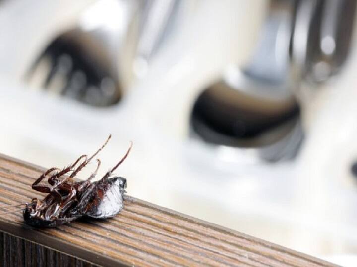 bengaluru-hotel-ordered-to-pay-55k-for-dead cockroach-in-jamun-bowl Cockroach In Gulab Jamun: গুলাব জামুনের বাটিতে মরা আরশোলা, ৫ বছর মামলার পর এই রায় দিল আদালত